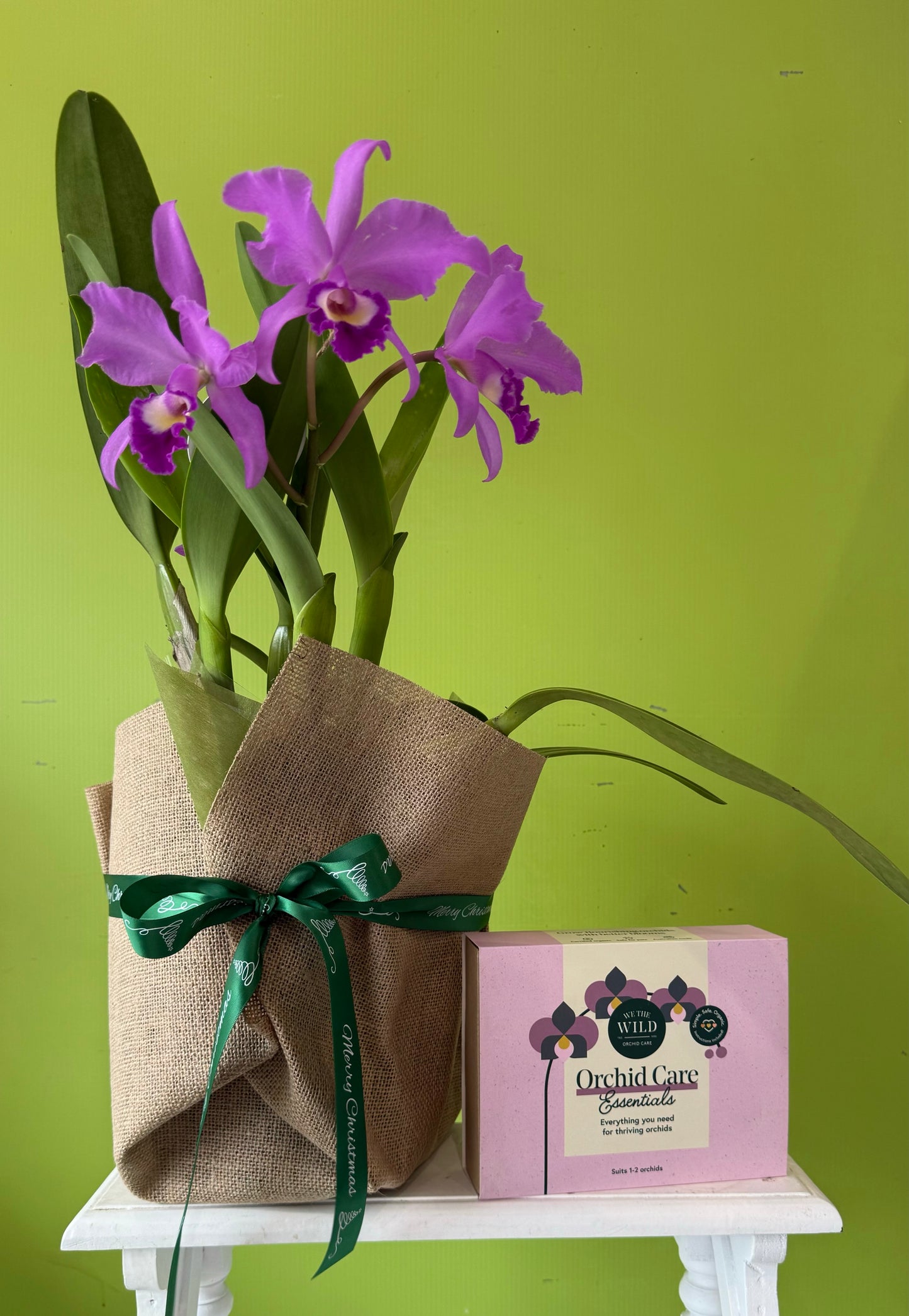 Cattleya Orchid and Care Pack