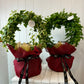 Xmas Ivy Plant Wreaths