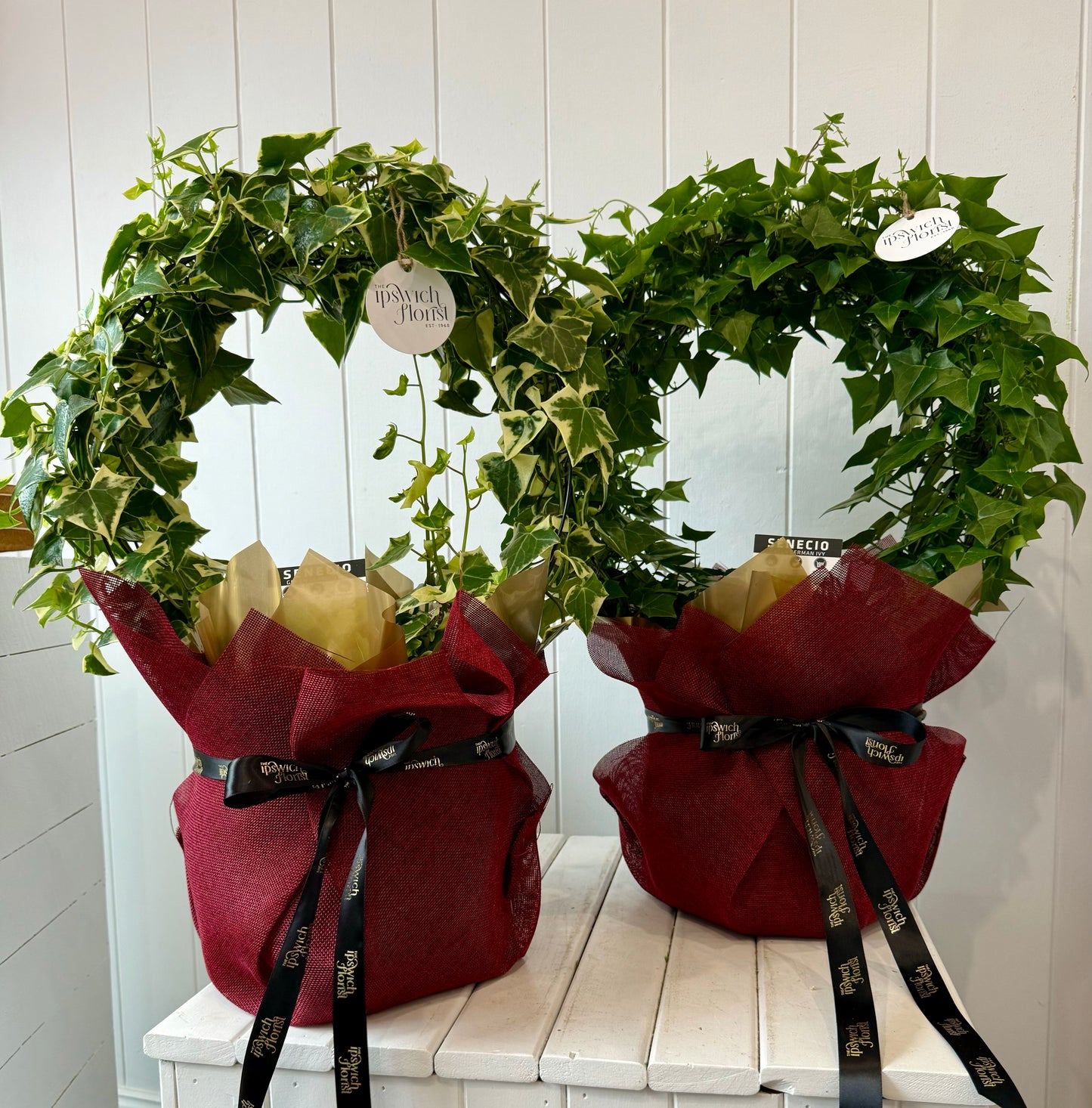 Xmas Ivy Plant Wreaths