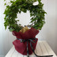 Xmas Ivy Plant Wreaths