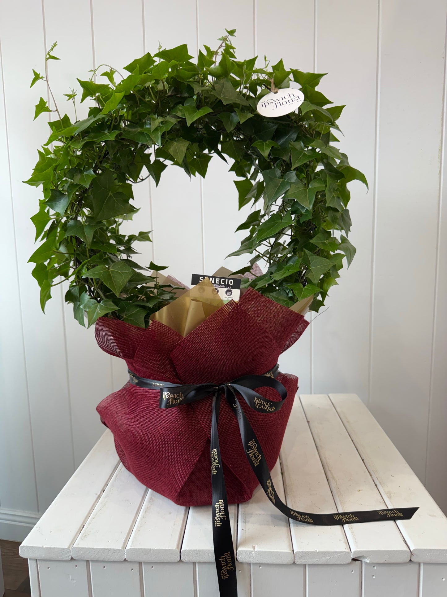 Xmas Ivy Plant Wreaths