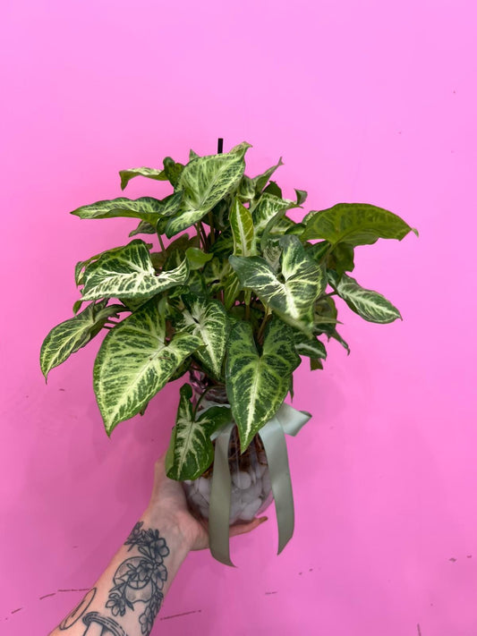 Mother's Day Plants