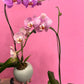 Orchid In A Ceramic Pot