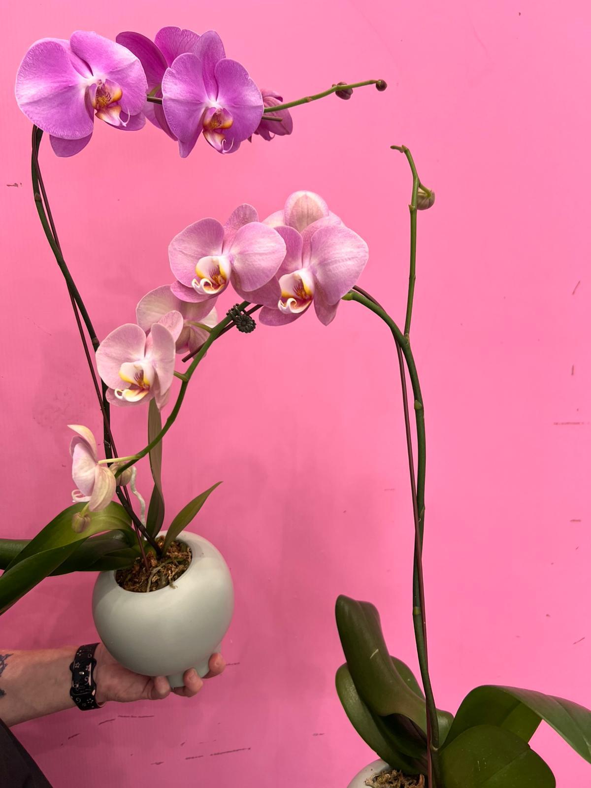 Orchid In A Ceramic Pot