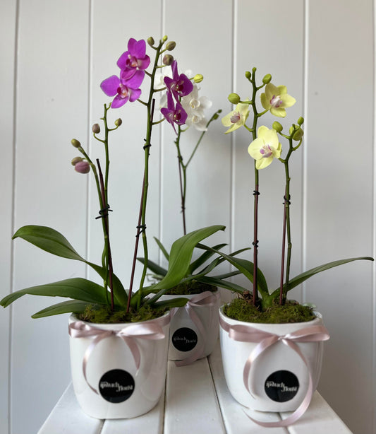 Orchid In A Ceramic Pot