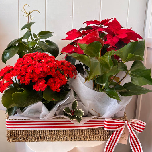 Xmas Plant Hamper