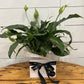 Plants