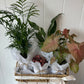 Plants